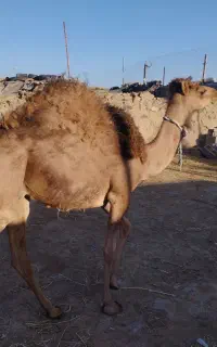 فروش بلبون چاق