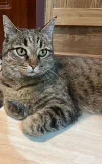 گربه گمشده