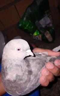 کبوتر