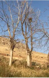 فروش درختهای قدیمی تنه دار وزم و سنجد