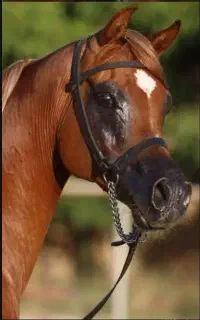آموزش اسب سواری