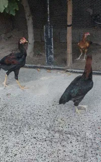 مرغ و خروس نسل خوب