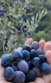 نهال اصلاح شده مخصوص منطقه گرم سیر وسرد.