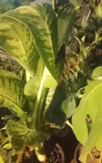 گل قشنگ
