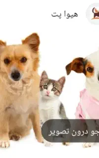 غذای سگ وگربه