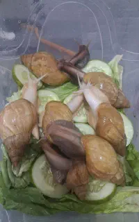 فروش حلزون درمانی