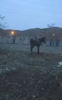 مادیان 4سال