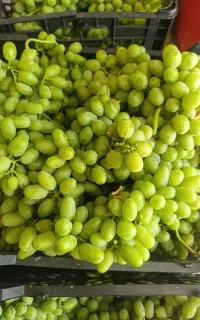 غوره درجه یک (آبگیری ۸۵)