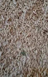 جو پاک واسه ام سال