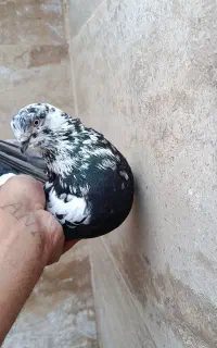 قره چیل نر ماده