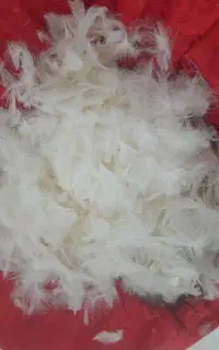 بالشتک پر نو تمیز