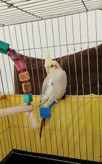 عروس هلندی