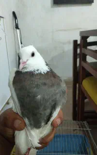 کبوتر