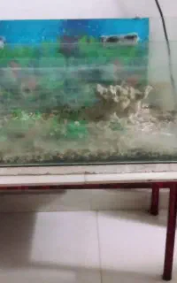 اکواریوم ماهی