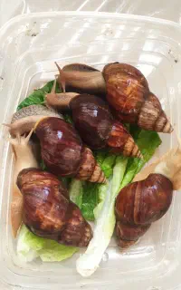 حلزون آچاتینا
