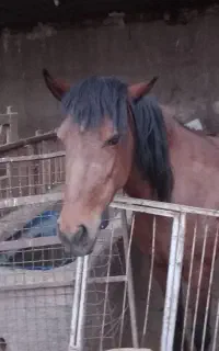 اسب سرحال ماده