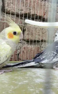 عروس هلندی جفت خاص( گلباقالی + ایزابلا )