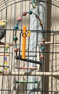عروس هلندی