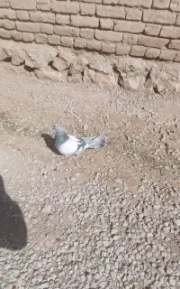 کبوتر
