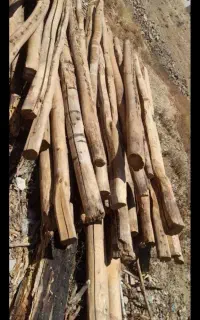 خرید انواع چوب درخت