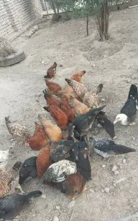 مرغ خروس