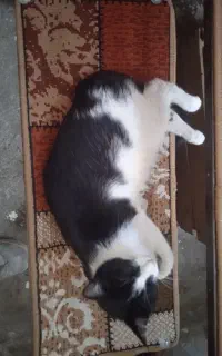 گربه خانگی با چهارتا بچه