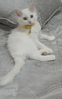گربه سفید