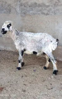 گوسفند ترکمنی جوان دوشکم سه ماه ابست