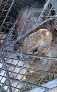 دوتا خر گوش نر ماده