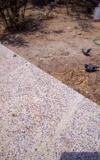 کبوتر عربستان سعودی