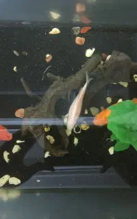 ماهی قرمز مولد