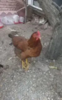 مرغ تخمگذار