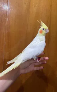 عروس هلندی