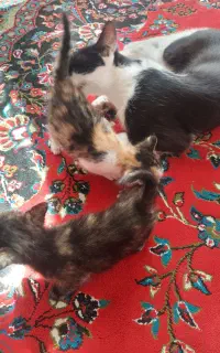 گربه با دوتا بچه‌اش رایگان