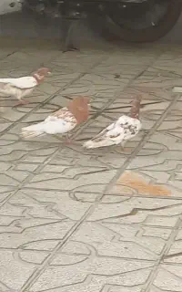 کبوتر کله