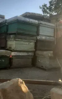 کندوی زنبور عسل