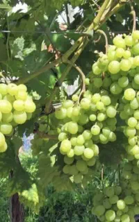 سبزه درشت