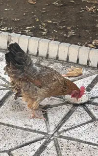 مرغ تخم گذار