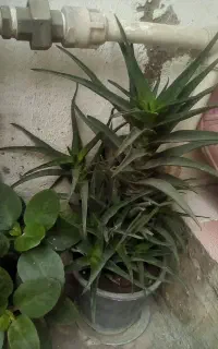 گل تعدادی دونه 30