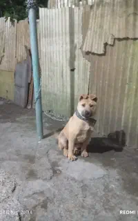 سگ سراب