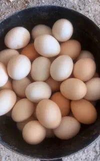 فروش تخم مرغ محلی اصیل اصیل