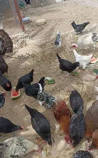 فروش بوقلمون و مرغ و خروس