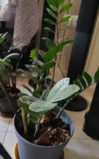 گل و گیاه