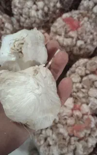 سیر مخصوص بذر و خوراک