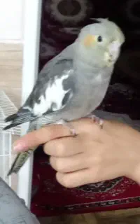 عروس هلندی گم شده