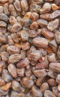 فروش خرما نقد