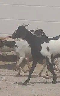 تعددگیسه وبز برای داشت دوقلو زا مخصوص کربلایی نذری