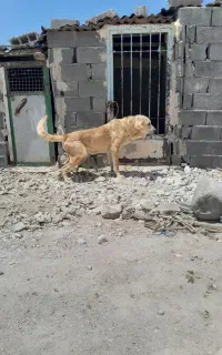 یک عدد سگ عراقی نر گله ای