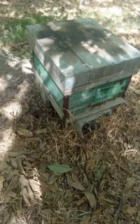 کندوی زنبور عسل