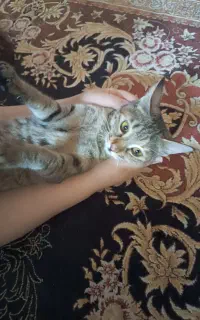 گربه خونگی